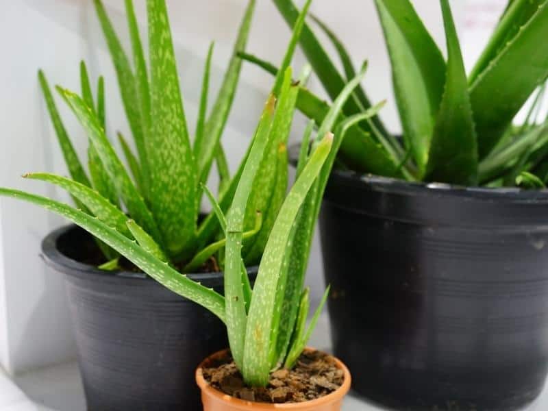 Aloe Vera