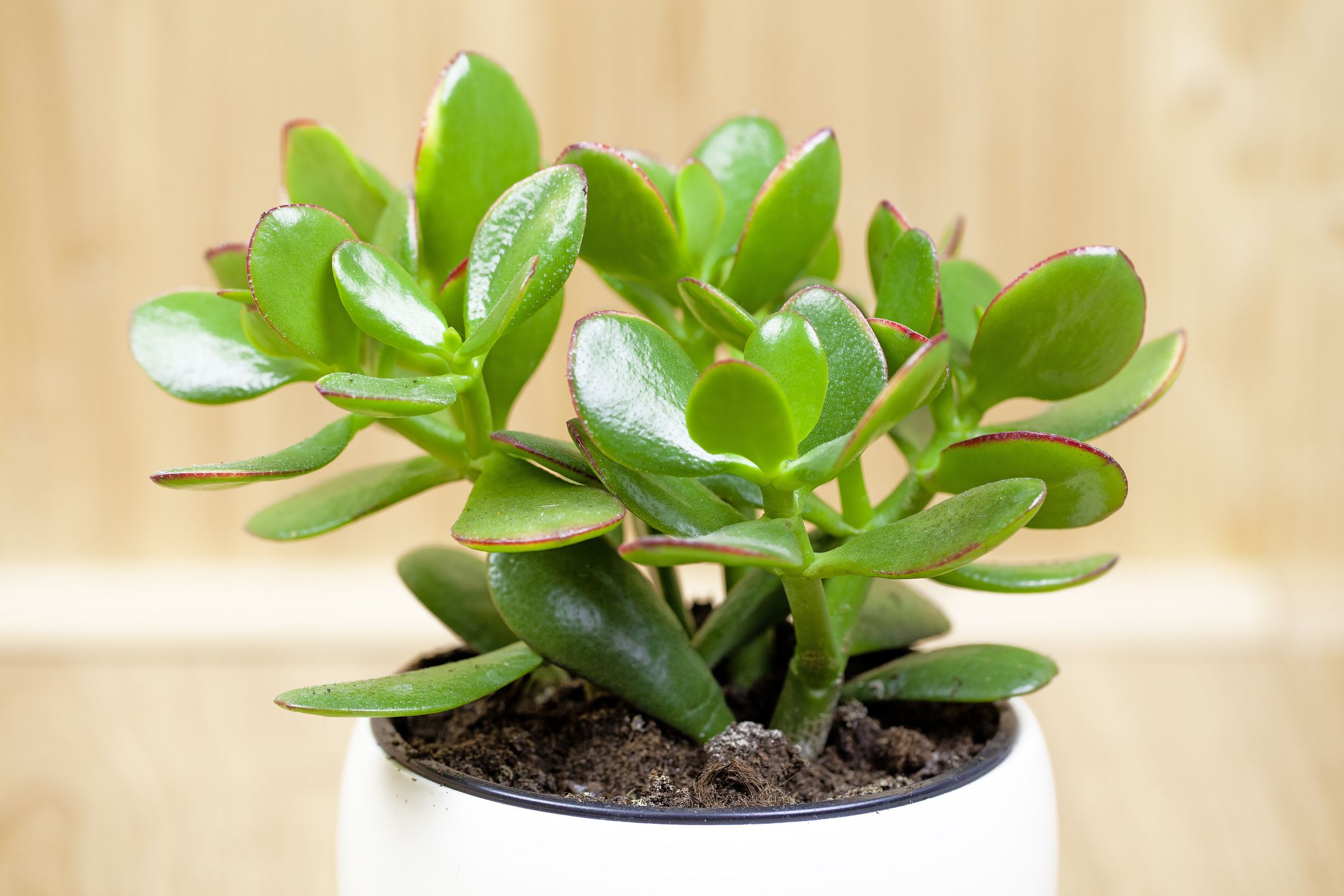 Jude Plant