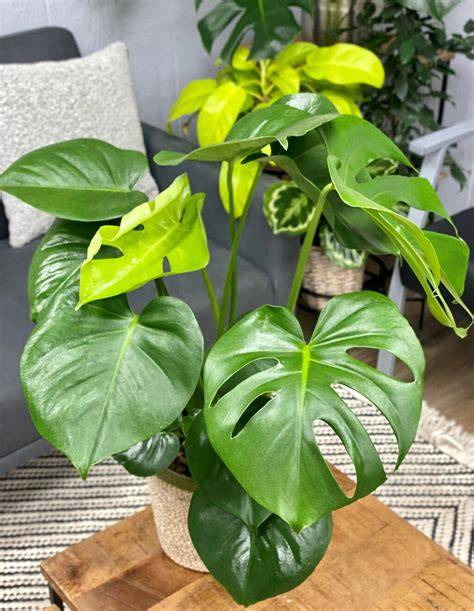 Monstera Plant
