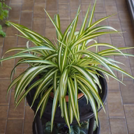 Spider Plant