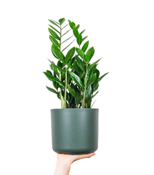 Plant Image